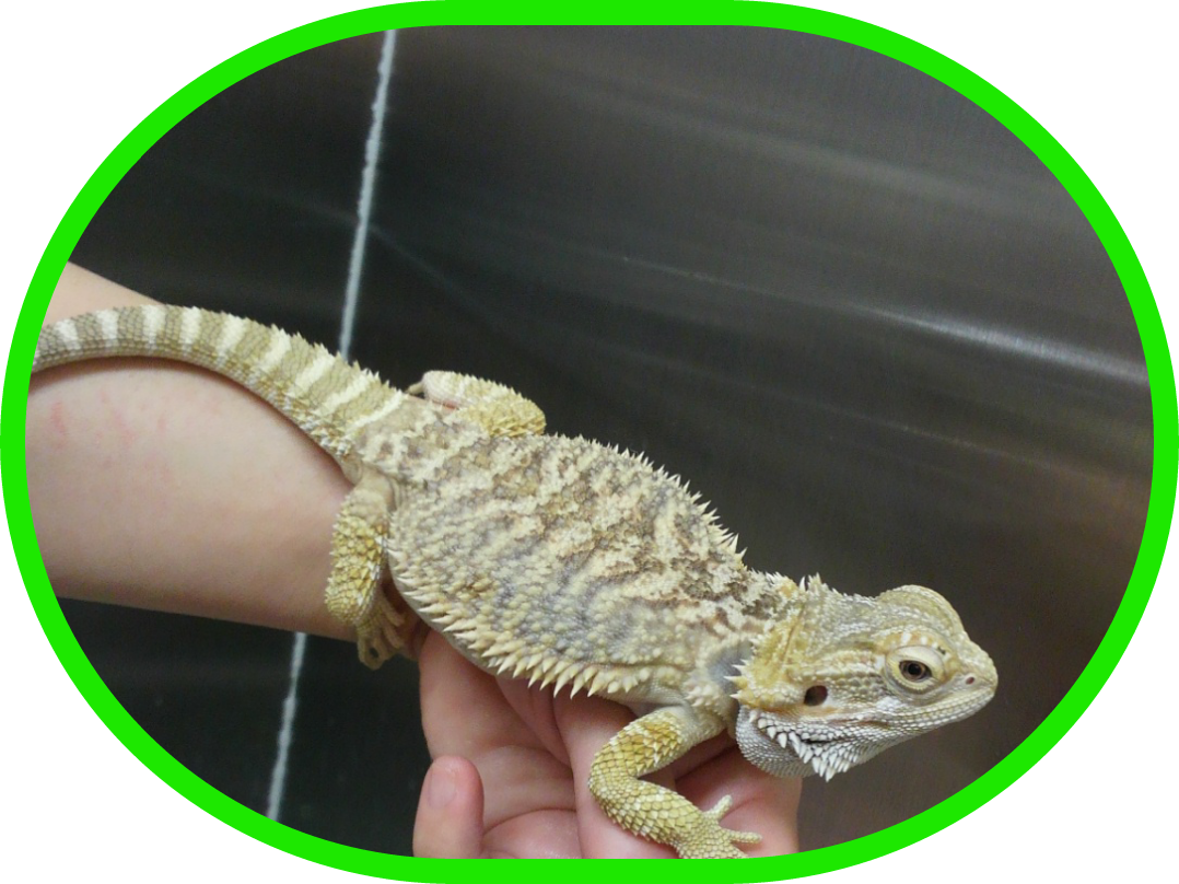 Petshop Noah