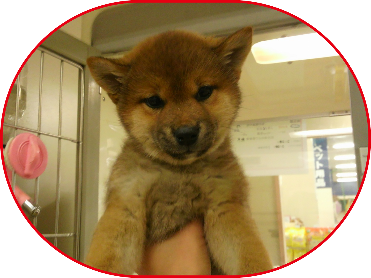 Petshop Noah