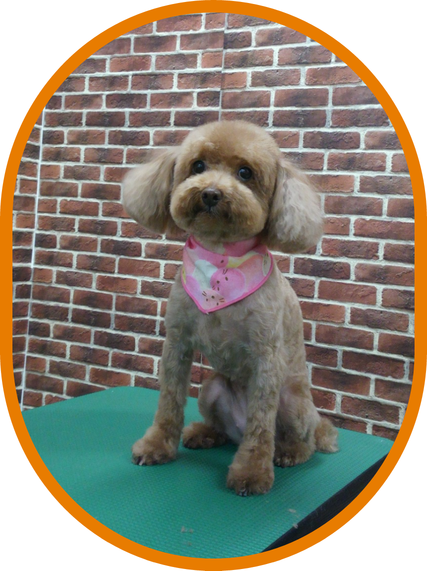 Petshop Noah