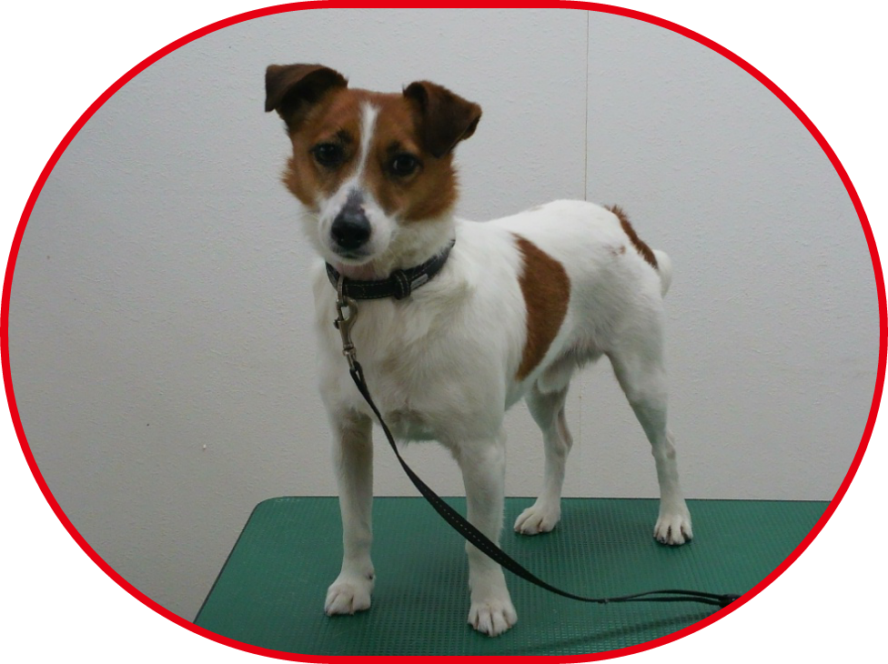 Petshop Noah
