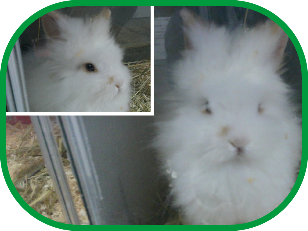 Petshop Noah